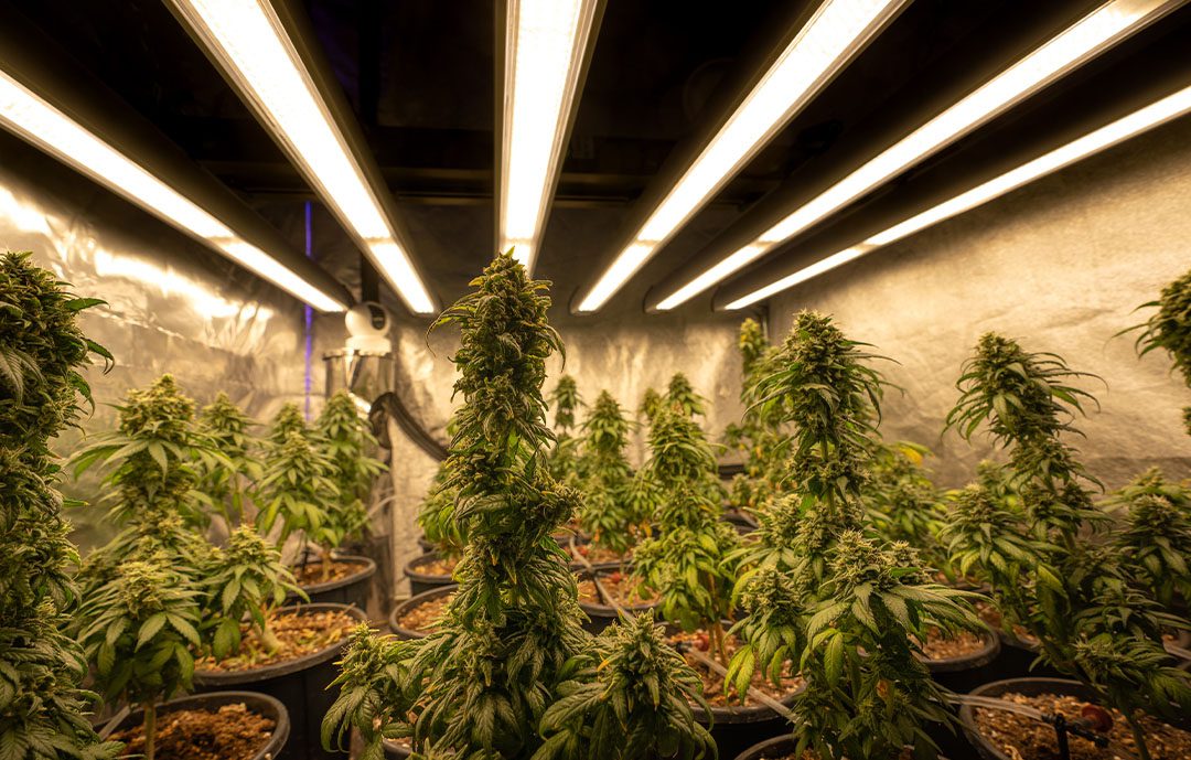 premium marijuana growing in a hydroponic farm